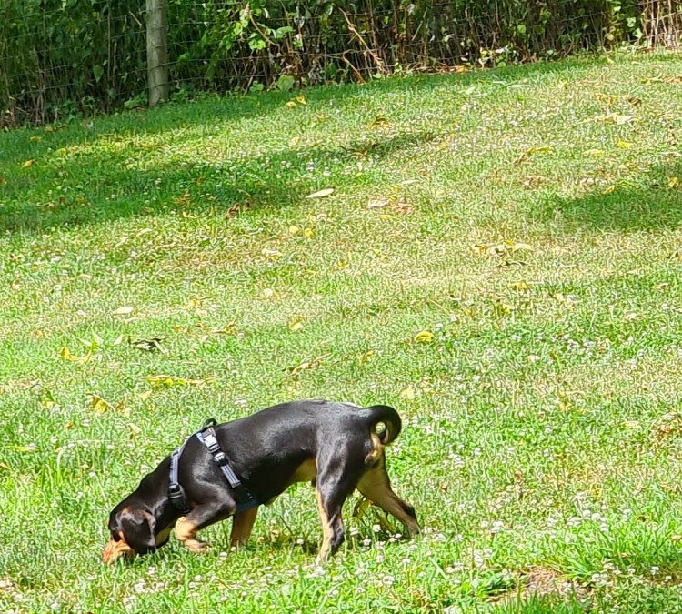 Central Park County Dog Park (Morris&nbspPlains,&nbspNJ)